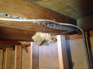 Gingles Inspection - Kansas City - Termite Inspection Damage
